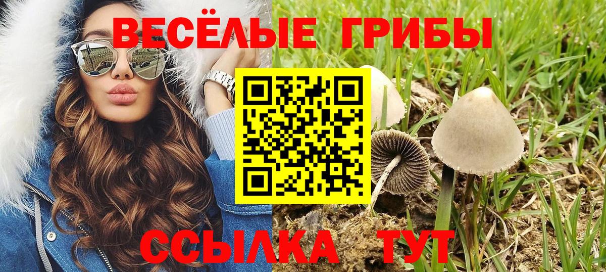 Волхов  Галлюциногенные грибы Psilocybe  Вход с VPN 